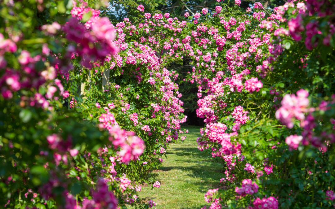 The Roses of Rough Point