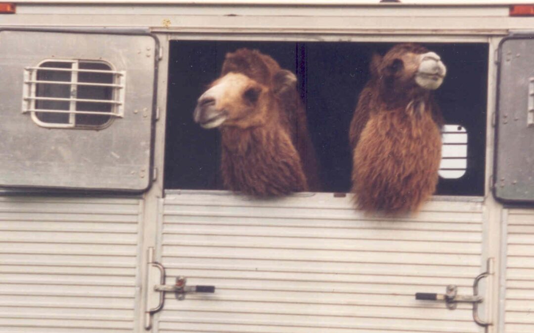 Your Camel Questions, Answered!