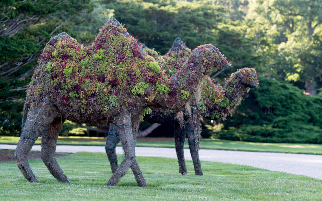 Make a #CamelCreation!