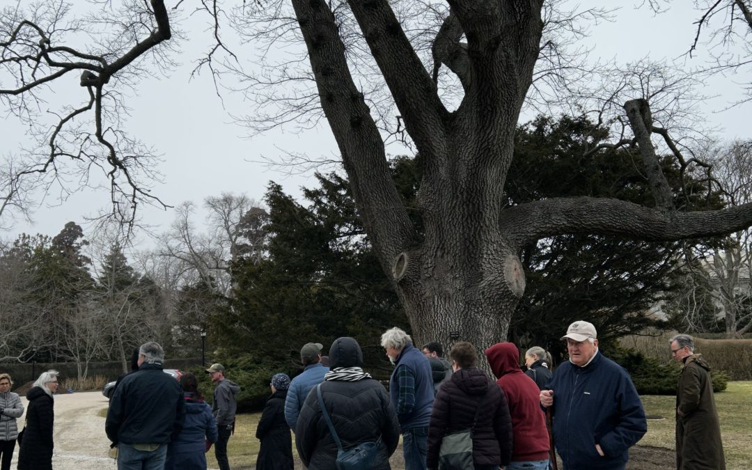 Nature Listening and Tree Whispering: Working with Nature to Heal Plants & Environments