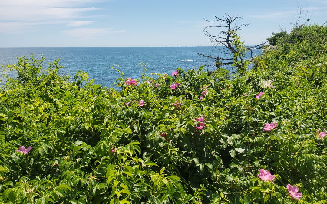 Garden Workshop: Roses at Rough Point