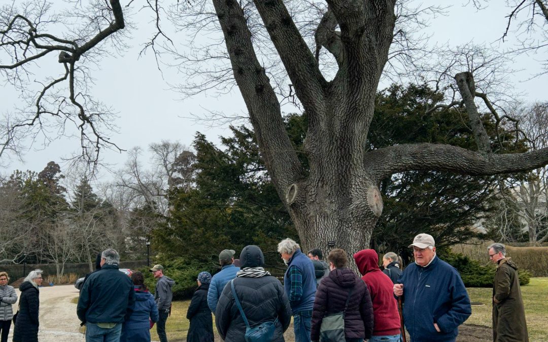 Tree Talk: The Rough Point Turkish Oak & Tree Planting